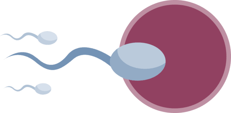 Supporting image for Fertility